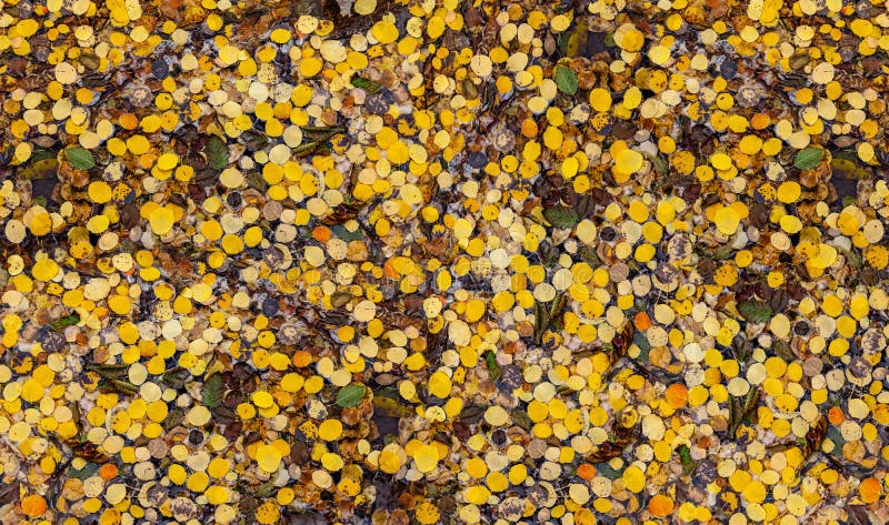 Τα φύλλα Golden aspen καλύπτουν το δασικό έδαφος δημιουργώντας πολύχρωμη υφή φόντου στοκ εικόνες