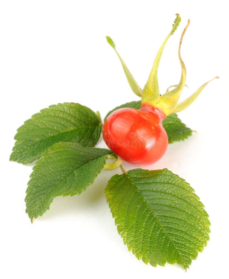 A rose hip with leaves on a white background. A rose hip with leaves on a white background