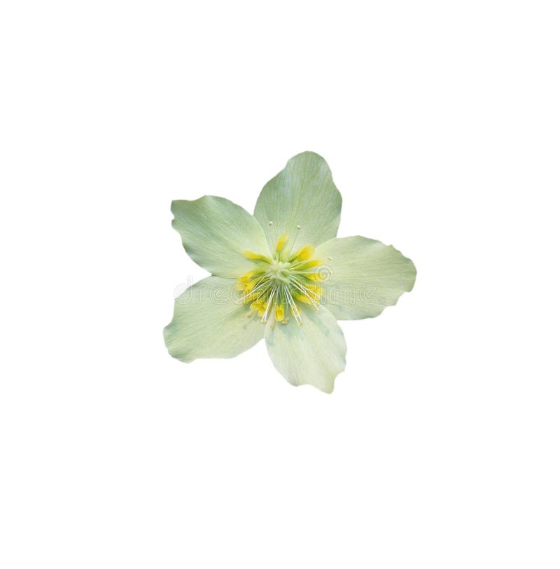 Τα Χριστούγεννα Helleborus άσπρα αυξήθηκαν κινηματογράφηση σε πρώτο πλάνο που απομονώθηκε στοκ φωτογραφίες Τα Χριστούγεννα Helleborus άσπρα αυξήθηκαν κινηματογράφηση σε πρώτο πλάνο που απομονώθηκε στοκ φωτογραφίες