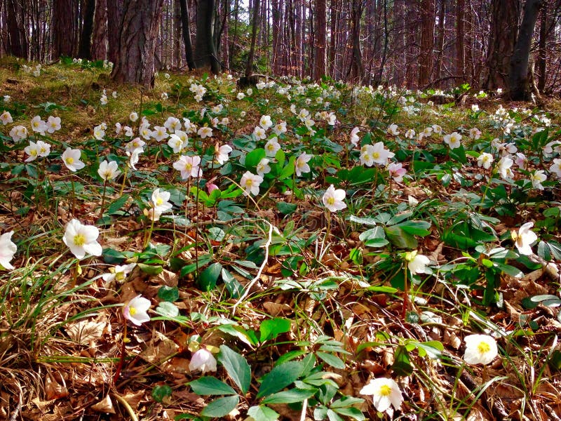 Τα Χριστούγεννα αυξήθηκαν Helleborus Νίγηρας στοκ φωτογραφία με δικαίωμα ελεύθερης χρήσης