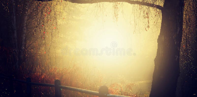Τα χρυσά sunrays που λάμπουν κάτω την ημέρα φθινοπώρου Α που κάνει ένα δέντρο διακλαδίζονται glittler με το χρυσό στο hampstead Λ στοκ φωτογραφία με δικαίωμα ελεύθερης χρήσης Τα χρυσά sunrays που λάμπουν κάτω την ημέρα φθινοπώρου Α που κάνει ένα δέντρο διακλαδίζονται glittler με το χρυσό στο hampstead Λ στοκ φωτογραφία με δικαίωμα ελεύθερης χρήσης