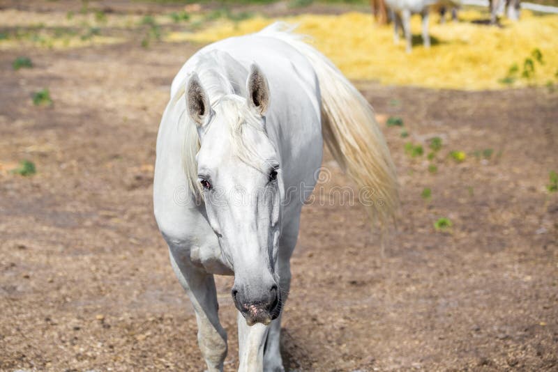 Τα όμορφα thoroughbred άλογα που περπατούν και που βόσκουν στο αγρόκτημα συγκεντρώνουν ειδυλλιακό τοπίο της Βουλγαρίας Ευρώπη boj στοκ φωτογραφία με δικαίωμα ελεύθερης χρήσης Τα όμορφα thoroughbred άλογα που περπατούν και που βόσκουν στο αγρόκτημα συγκεντρώνουν ειδυλλιακό τοπίο της Βουλγαρίας Ευρώπη boj στοκ φωτογραφία με δικαίωμα ελεύθερης χρήσης