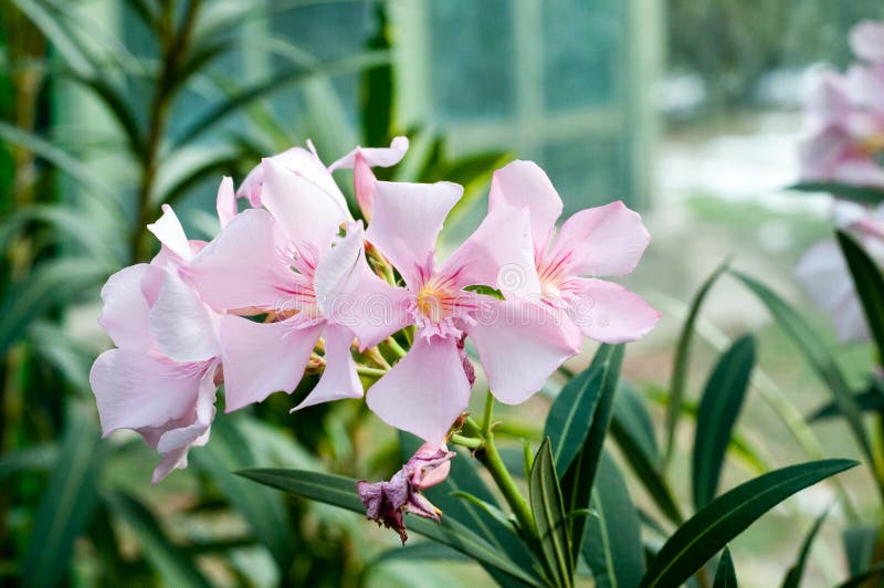The beautiful light red flowers of the Nerium oleander flower in a garden. The beautiful light red flowers of the Nerium oleander flower in a garden.