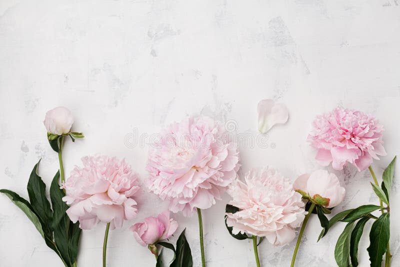 Τα όμορφα ρόδινα peony λουλούδια στον άσπρο πίνακα πετρών με το διάστημα αντιγράφων για τη τοπ άποψη κειμένων σας και επίπεδος βά στοκ εικόνα με δικαίωμα ελεύθερης χρήσης