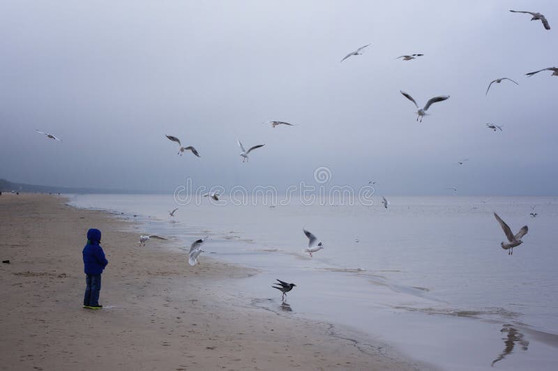 Boy feeding gulls on the beach. Little boy stands on beach the sea on cold windy day. Boy feeding gulls on the beach. Little boy stands on beach the sea on cold windy day.