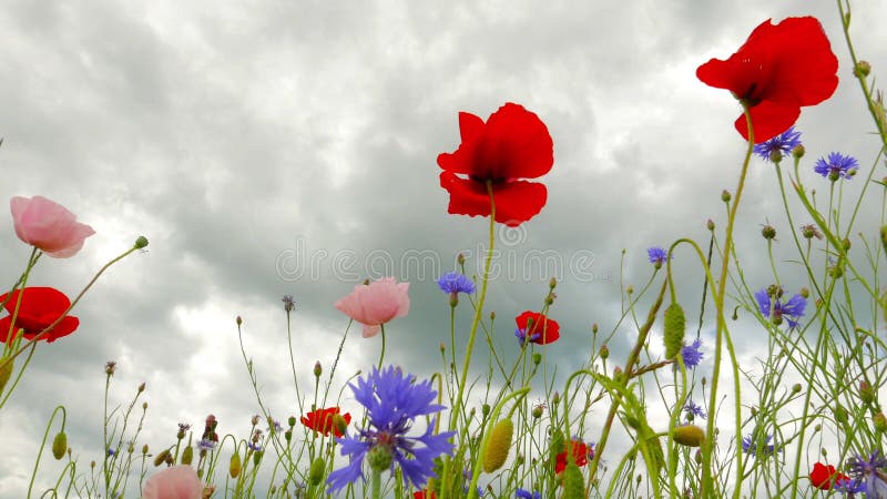 Ταλάντευση Wildflowers στον αέρα