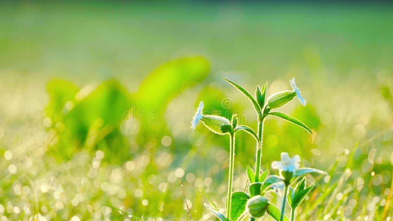 Ταλάντευση Wildflowers στον αέρα