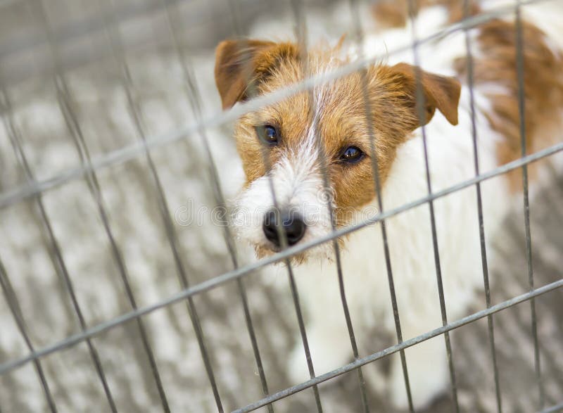 Ταξίδι της Pet, μεταφορά Κουτάβι σκυλιών Pute που κοιτάζει στο κλουβί στοκ φωτογραφίες με δικαίωμα ελεύθερης χρήσης Ταξίδι της Pet, μεταφορά Κουτάβι σκυλιών Pute που κοιτάζει στο κλουβί στοκ φωτογραφίες με δικαίωμα ελεύθερης χρήσης