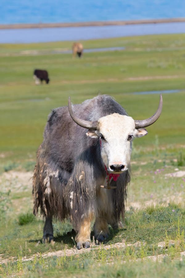 Ταπετσαρία: yak Ταπετσαρία: yak