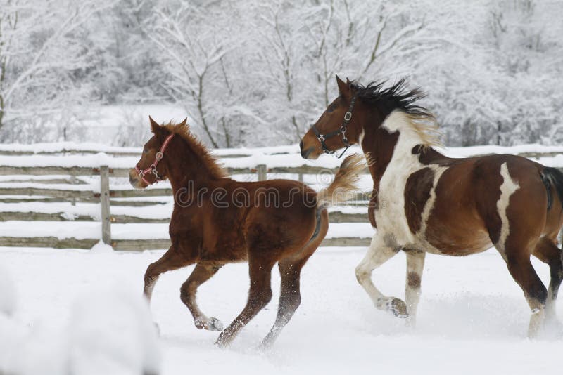 Horses running in the meadow during the winter idyll and enjoying the snow. Horses running in the meadow during the winter idyll and enjoying the snow