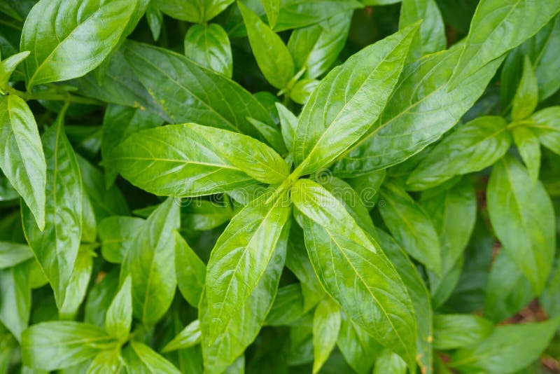 Ταϊλανδικό βοτανικό paniculata Andrographis φύλλων φυτών ιατρικής στοκ φωτογραφία με δικαίωμα ελεύθερης χρήσης Ταϊλανδικό βοτανικό paniculata Andrographis φύλλων φυτών ιατρικής στοκ φωτογραφία με δικαίωμα ελεύθερης χρήσης