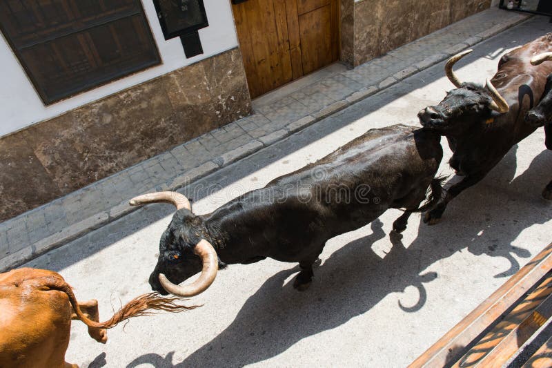 Ταύροι τρεξίματος στοκ εικόνα με δικαίωμα ελεύθερης χρήσης Ταύροι τρεξίματος στοκ εικόνα με δικαίωμα ελεύθερης χρήσης