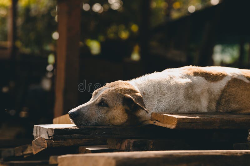 Lazy dog lonely lay down watching away look thinking, vintage real authentic. Lazy dog lonely lay down watching away look thinking, vintage real authentic.