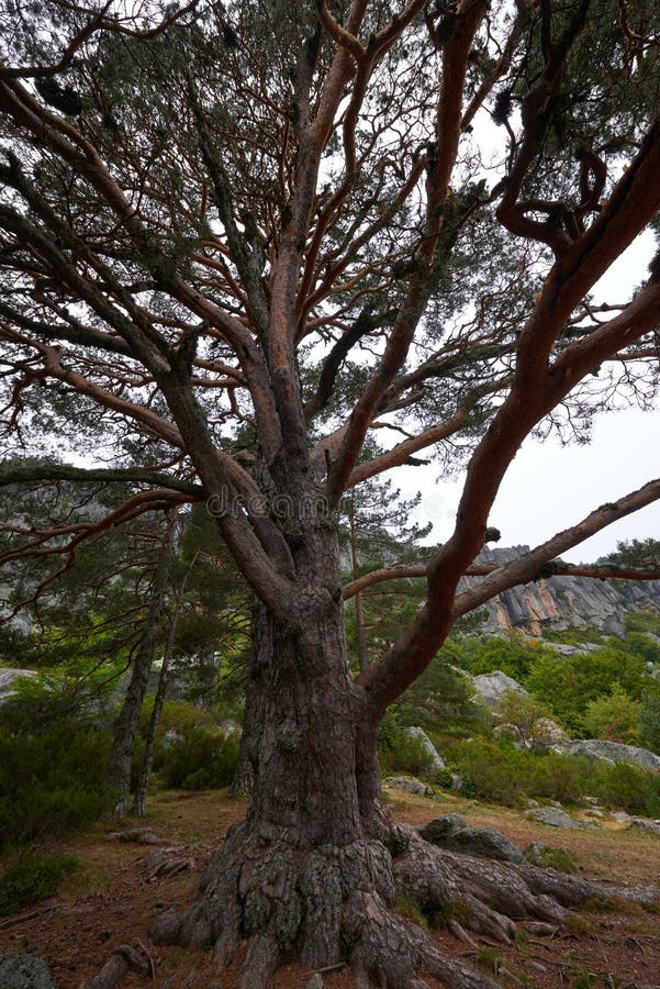 τεράστιο δρύινο δέντρο με μεγάλα κλαδιά το φθινόπωρο στοκ φωτογραφία με δικαίωμα ελεύθερης χρήσης
