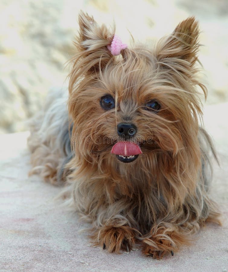 Portrait of a Yorkshire terrier. Portrait of a Yorkshire terrier