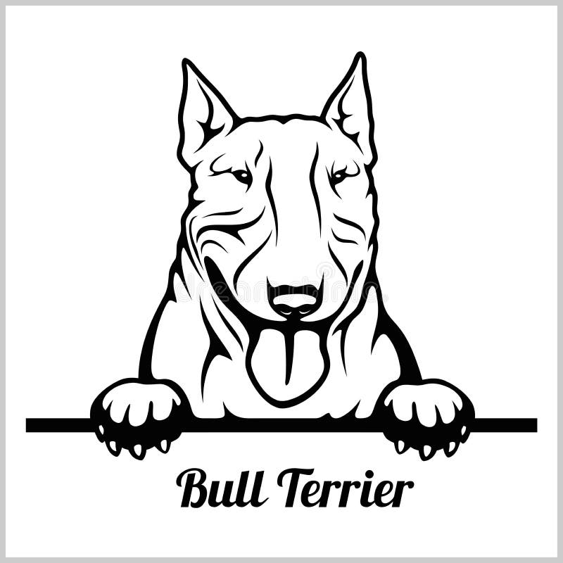 Τεριέ του Bull - σκυλιά κρυφοκοιτάγματος - κεφάλι προσώπου φυλής που απομονώνεται στο λευκό απεικόνιση αποθεμάτων