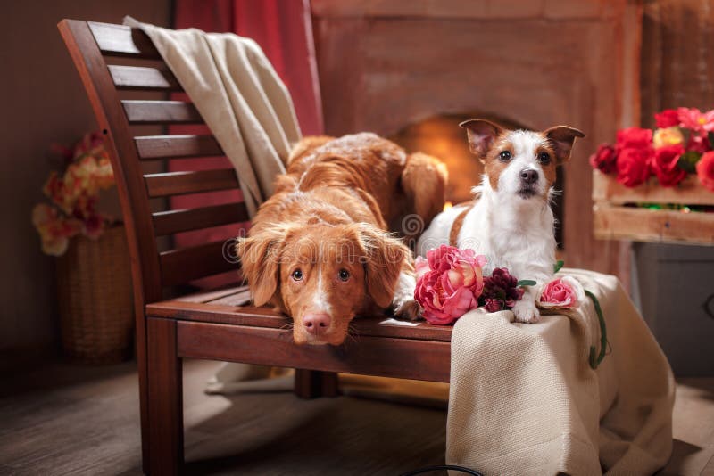 Τεριέ του Jack Russell σκυλιών και Retriever διοδίων παπιών της Νέας Σκοτίας σκυλιών σκυλί πορτρέτου που βρίσκεται σε μια καρέκλα στοκ εικόνες Τεριέ του Jack Russell σκυλιών και Retriever διοδίων παπιών της Νέας Σκοτίας σκυλιών σκυλί πορτρέτου που βρίσκεται σε μια καρέκλα στοκ εικόνες