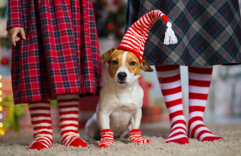 Τεριέ του Jack Russell σκυλιών και γυναίκα και μικρό κορίτσι ποδιών στο κόκκινο στοκ εικόνες