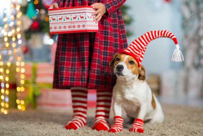 Τεριέ του Jack Russell σκυλιών και πόδια ενός μικρού κοριτσιού στο κόκκινο λευκό στοκ φωτογραφίες με δικαίωμα ελεύθερης χρήσης
