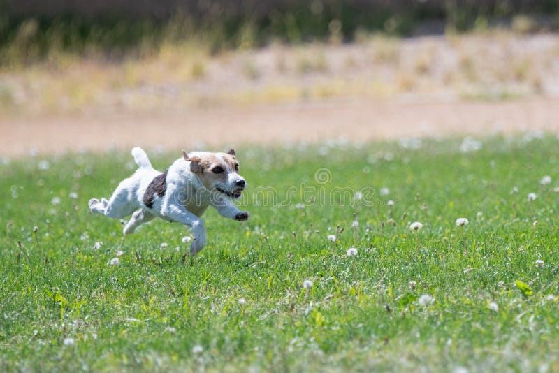 Jack Russell terrier chasing the lure on a fast cat coursing line. Jack Russell terrier chasing the lure on a fast cat coursing line