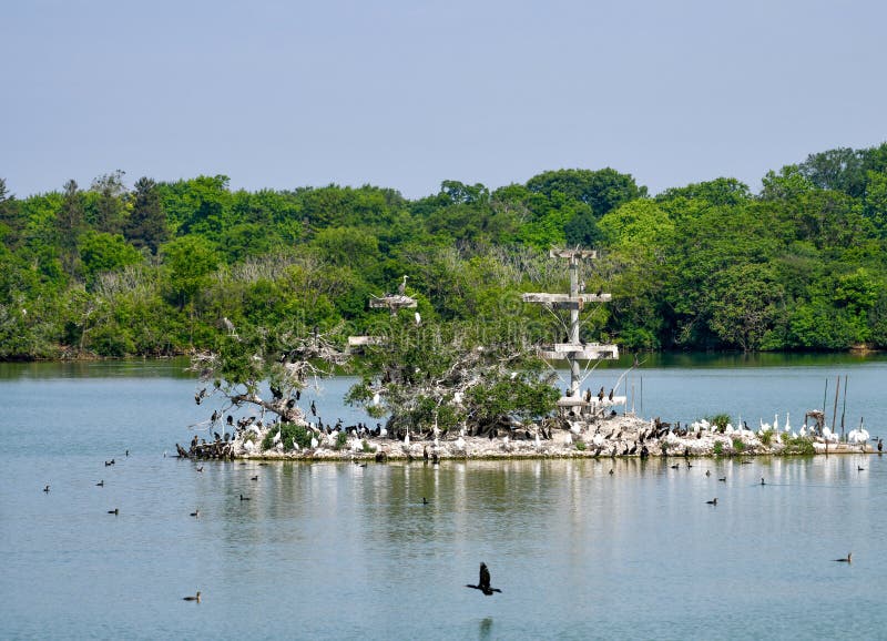 Τεχνητό Rookery #1 στοκ εικόνες Τεχνητό Rookery #1 στοκ εικόνες