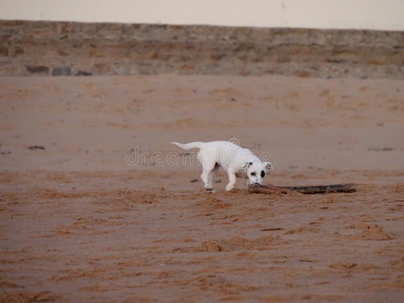 Cute little white jack russell with his black eye. Cute little white jack russell with his black eye