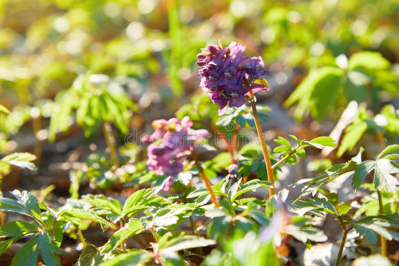 Της κοίλης φλέβας, ιώδη λουλούδια άνοιξη Corydalis των corydalis στοκ φωτογραφία με δικαίωμα ελεύθερης χρήσης Της κοίλης φλέβας, ιώδη λουλούδια άνοιξη Corydalis των corydalis στοκ φωτογραφία με δικαίωμα ελεύθερης χρήσης