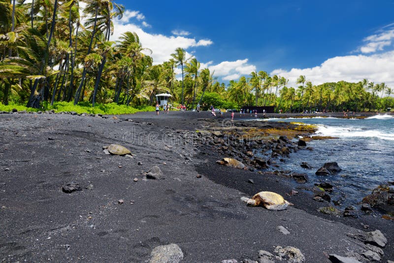 Της Χαβάης πράσινες χελώνες που χαλαρώνουν στη μαύρη παραλία άμμου Punaluu στο μεγάλο νησί της Χαβάης