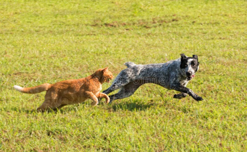 Ginger tabby cat chasing a young dog in high speed, with green grass background. Ginger tabby cat chasing a young dog in high speed, with green grass background
