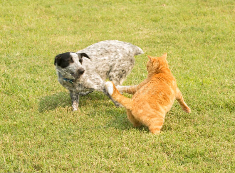 Ginger tabby cat chasing after a pushy spotted dog running by, defending his personal space. Ginger tabby cat chasing after a pushy spotted dog running by, defending his personal space