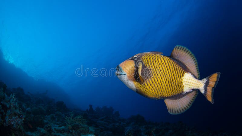 Τιτάνας triggerfish σε μια κοραλλιογενή ύφαλο στοκ εικόνες Τιτάνας triggerfish σε μια κοραλλιογενή ύφαλο στοκ εικόνες