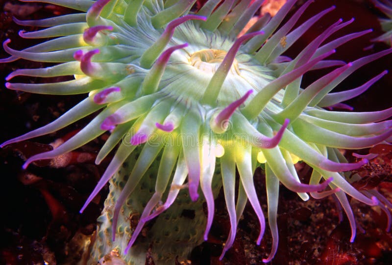 Pink-tiped surf anemone. Pink-tiped surf anemone