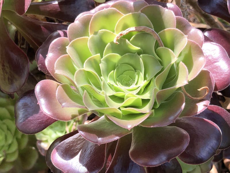 Το arboreum Aeonium, aeonium δέντρων, δέντρο houseleek ή ιρλανδικά αυξήθηκε - βοτανικός κήπος Ζυρίχη ή Botanischer Garten Ζυρίχη στοκ φωτογραφίες με δικαίωμα ελεύθερης χρήσης Το arboreum Aeonium, aeonium δέντρων, δέντρο houseleek ή ιρλανδικά αυξήθηκε - βοτανικός κήπος Ζυρίχη ή Botanischer Garten Ζυρίχη στοκ φωτογραφίες με δικαίωμα ελεύθερης χρήσης