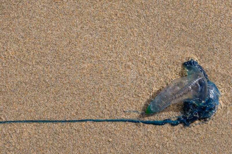 Το Bluebottle και το μελάνι σύρουν στην αμμώδη παραλία στο ίχνος νεροκοτών, κοντά στον κόλπο Mossel, τη διαδρομή κήπων, Νότια Αφρ στοκ φωτογραφίες με δικαίωμα ελεύθερης χρήσης Το Bluebottle και το μελάνι σύρουν στην αμμώδη παραλία στο ίχνος νεροκοτών, κοντά στον κόλπο Mossel, τη διαδρομή κήπων, Νότια Αφρ στοκ φωτογραφίες με δικαίωμα ελεύθερης χρήσης