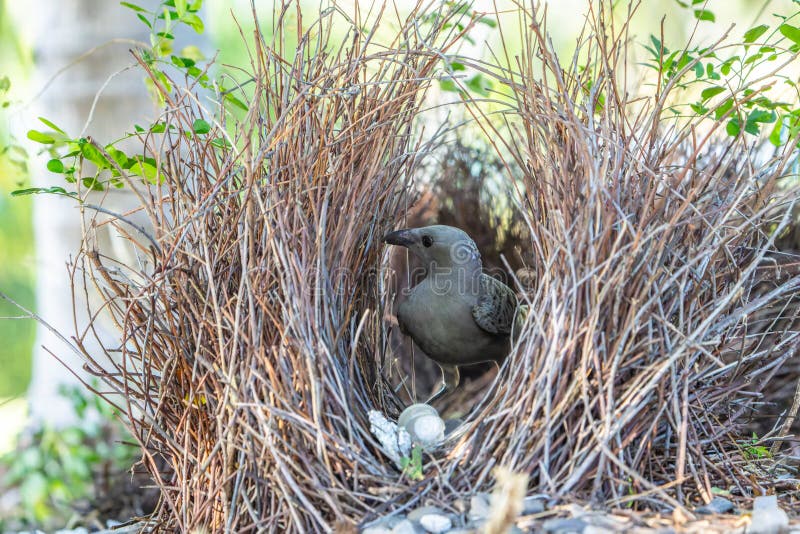 Το Bowerbird στη φωλιά του με τη συλλογή του στολίδι στο άνοιγμα. Η Great Bowerbird ή Chlamydera nuchalis στην φωλιά της με τα στολίδια της στα εγκαίνια στο Kununurra Western Australia