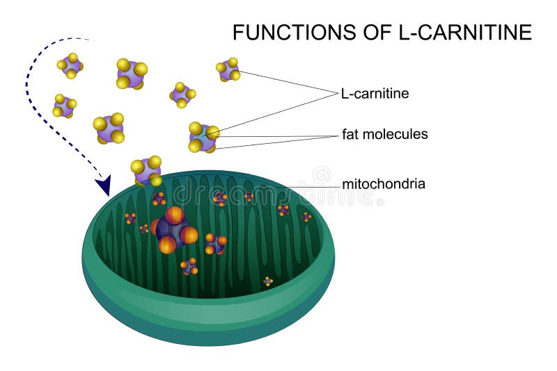 Vector illustration of l-carnitine transports fat molecules into the mitochondria. Vector illustration of l-carnitine transports fat molecules into the mitochondria.