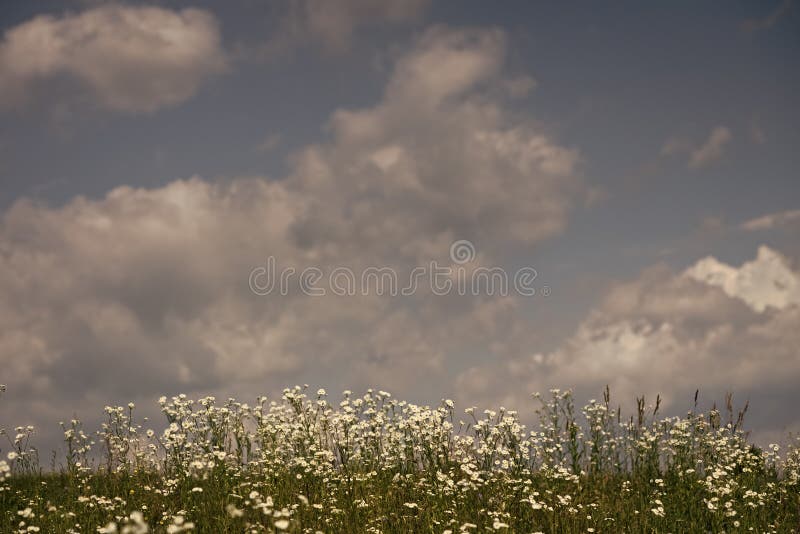 Το Chamomile ανθίζει το ευρύ υπόβαθρο τομέων στο φως ήλιων στοκ εικόνες Το Chamomile ανθίζει το ευρύ υπόβαθρο τομέων στο φως ήλιων στοκ εικόνες
