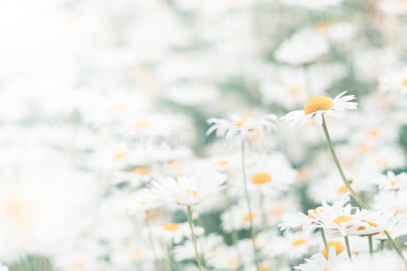 Το Chamomile ανθίζει το υπόβαθρο τομέων Όμορφο φυσικό υπόβαθρο με τις ανθίζοντας μαργαρίτες r στοκ εικόνα Το Chamomile ανθίζει το υπόβαθρο τομέων Όμορφο φυσικό υπόβαθρο με τις ανθίζοντας μαργαρίτες r στοκ εικόνα