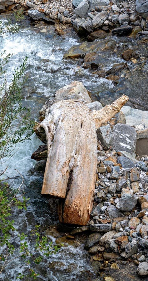 το driftwod μοιάζει με άντρα στοκ εικόνα με δικαίωμα ελεύθερης χρήσης