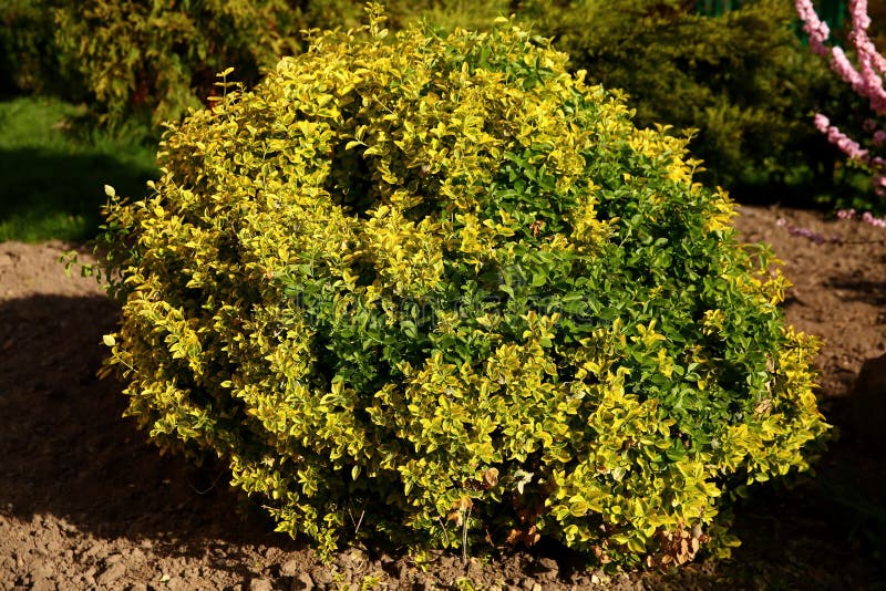 Το euonymus της τύχης είναι ένας θαυμάσιος θάμνος με πυκνά να γίνει σκούρο πράσινο και χλωμό - κίτρινα φύλλα στοκ φωτογραφία με δικαίωμα ελεύθερης χρήσης