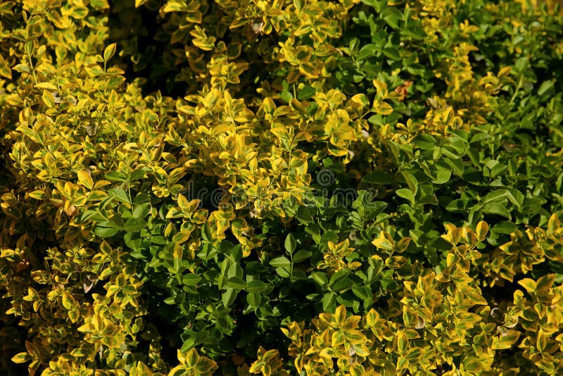 Το euonymus της τύχης είναι ένας θαυμάσιος θάμνος με πυκνά να γίνει σκούρο πράσινο και χλωμό - κίτρινα φύλλα στοκ φωτογραφία