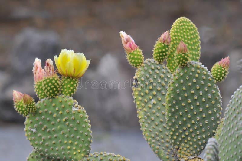 το ficus ανθίζει Indica opuntia στοκ φωτογραφία με δικαίωμα ελεύθερης χρήσης