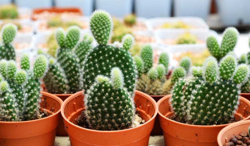 το ficus ανθίζει Indica opuntia στοκ φωτογραφία