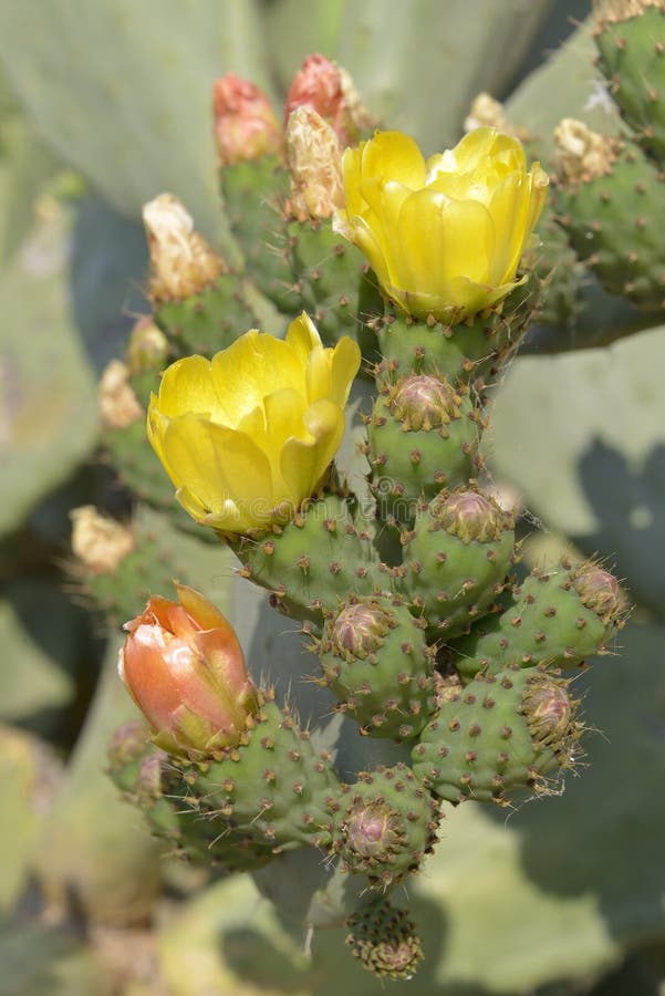 το ficus ανθίζει Indica opuntia στοκ φωτογραφίες