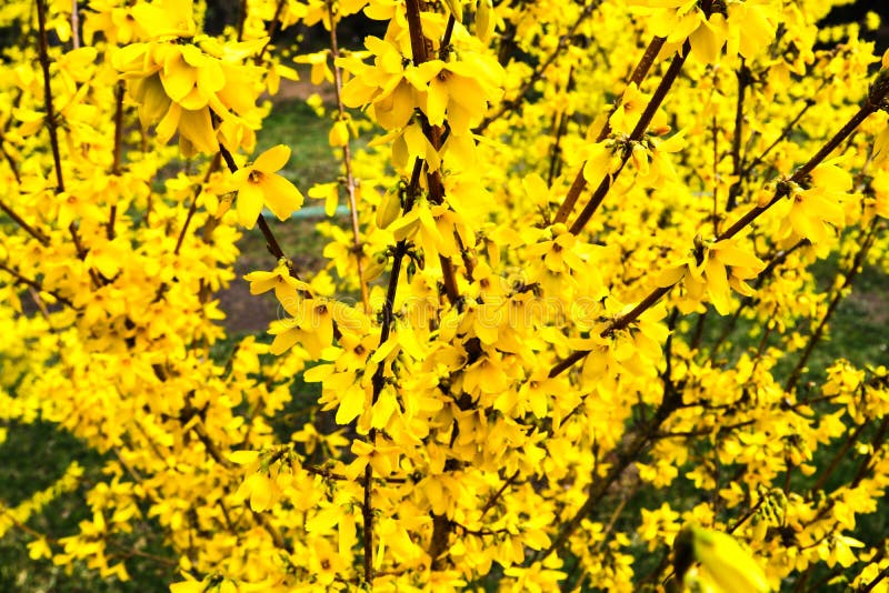 Το forsythia συνόρων είναι ένας διακοσμητικός αποβαλλόμενος θάμνος προέλευσης κήπων Λουλούδια Forsythia μπροστά από με την πράσιν στοκ φωτογραφίες με δικαίωμα ελεύθερης χρήσης Το forsythia συνόρων είναι ένας διακοσμητικός αποβαλλόμενος θάμνος προέλευσης κήπων Λουλούδια Forsythia μπροστά από με την πράσιν στοκ φωτογραφίες με δικαίωμα ελεύθερης χρήσης