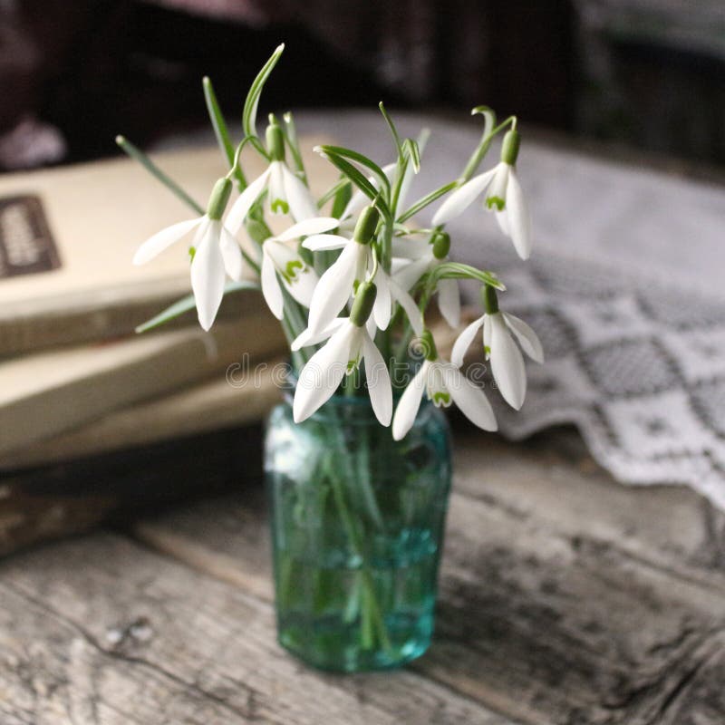 Το Galantuses, άσπρα snowdrops, πρώτο ελατήριο ανθίζει σε ένα εκλεκτής ποιότητας εκλεκτής ποιότητας ξύλινο υπόβαθρο στοκ εικόνα με δικαίωμα ελεύθερης χρήσης Το Galantuses, άσπρα snowdrops, πρώτο ελατήριο ανθίζει σε ένα εκλεκτής ποιότητας εκλεκτής ποιότητας ξύλινο υπόβαθρο στοκ εικόνα με δικαίωμα ελεύθερης χρήσης