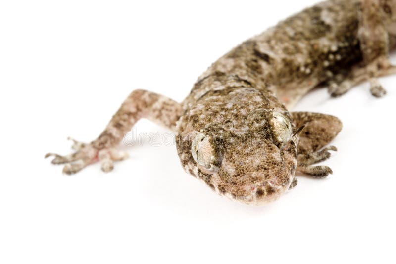 Το Gecko κλείνει το κεφάλι στοκ φωτογραφίες