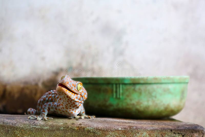 το gecko περιήλθε από τον τοίχο στη δεξαμενή νερού και αναρριχήθηκε στην άκρη της λεκάνης στοκ εικόνες το gecko περιήλθε από τον τοίχο στη δεξαμενή νερού και αναρριχήθηκε στην άκρη της λεκάνης στοκ εικόνες