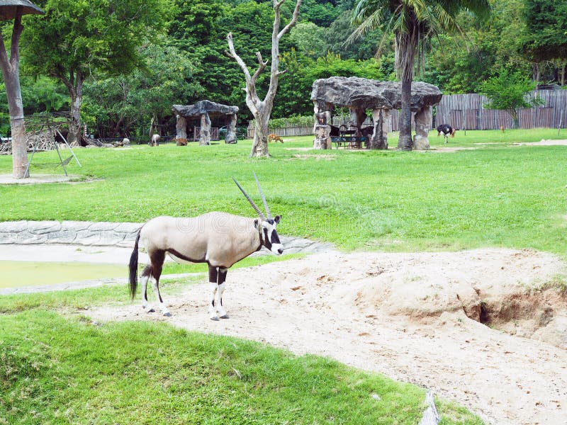 Το Gemsbok περπατά στο εθνικό πάρκο Το gemsbok ή το gemsbuck είναι μια μεγάλη αφρικανική αντιλόπη με μακριά ίσια κέρατα στοκ εικόνες με δικαίωμα ελεύθερης χρήσης Το Gemsbok περπατά στο εθνικό πάρκο Το gemsbok ή το gemsbuck είναι μια μεγάλη αφρικανική αντιλόπη με μακριά ίσια κέρατα στοκ εικόνες με δικαίωμα ελεύθερης χρήσης