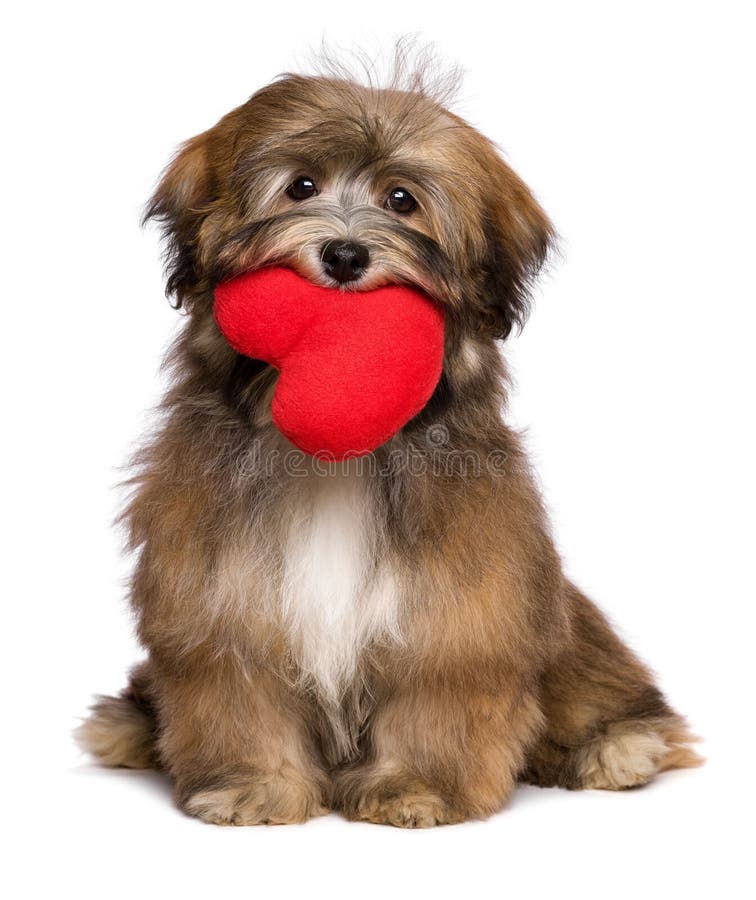 Το havanese σκυλί κουταβιών εραστών κρατά μια κόκκινη καρδιά στο στόμα της στοκ φωτογραφία